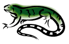 Image of a green iguana